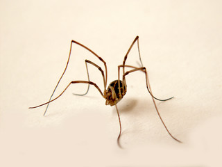 spider