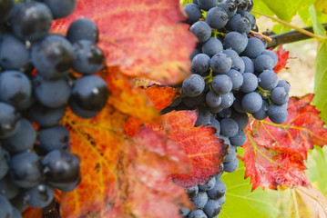lush ripe wine grapes on the vipe