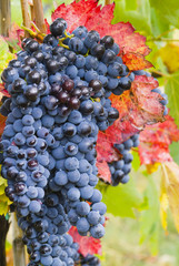 lush ripe wine grapes on the vipe