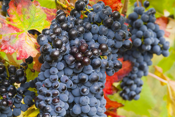 lush ripe wine grapes on the vipe