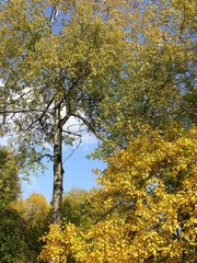 autumn gold trees and blue sky