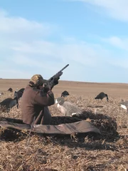 Plexiglas foto achterwand here they come as a goose hunter comes out of his ground blind with a shotgun to greet a flight of the big birds © Guy Sagi