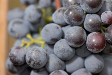 lush ripe wine grapes on the vipe