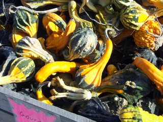 autumn gourds