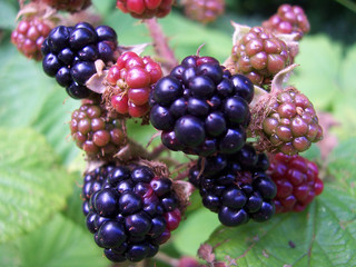 blackberries