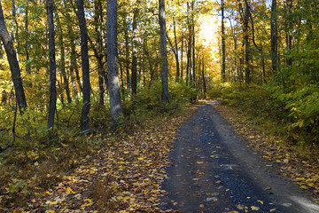 autumn road