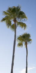 palm tree pair