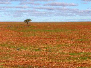 Fototapeta premium lone tree on gibber plain
