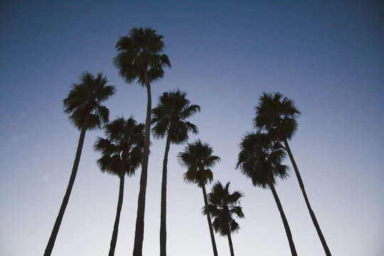 palm tree eight at sunset