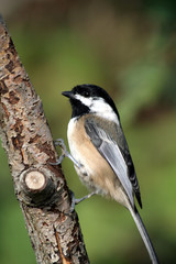 black capped