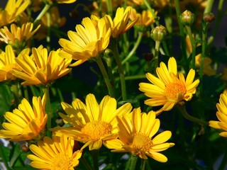 yellow flowers