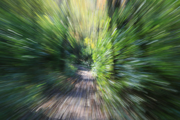 zoom lens effect, forest trail