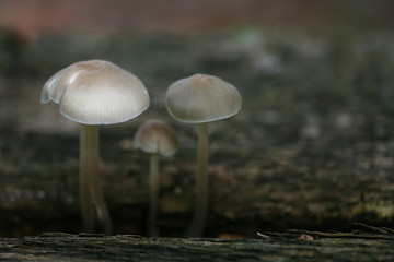 dreierbande