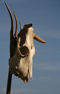 tiersch&auml;del