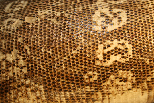 snake skin