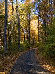 Obraz premium autumn in virginia