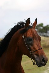 Fototapeta na wymiar arabian stallion