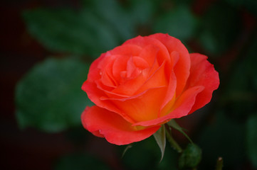 hellrote zarte rose