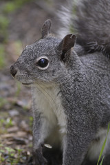 grey squirrel eats