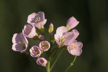 Fototapeta na wymiar different flower from garden in summer