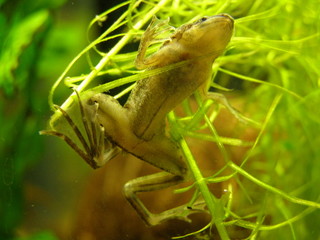 little chinese frog underwater
