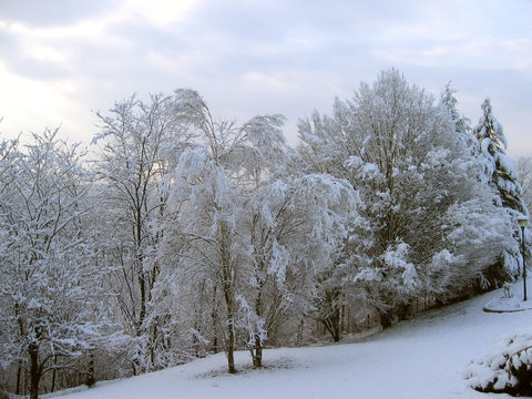 bosque nevado