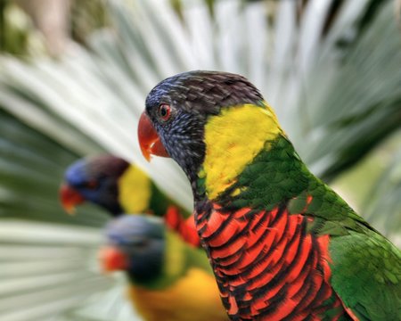 colorful birds