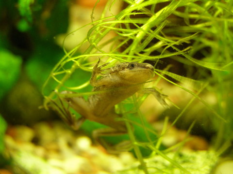 little chinese frog