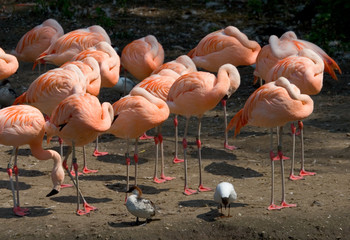 flamingo slumber party © Laura Frenkel