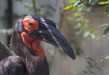 Naklejka premium african hornbill