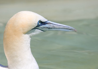 northern gannet