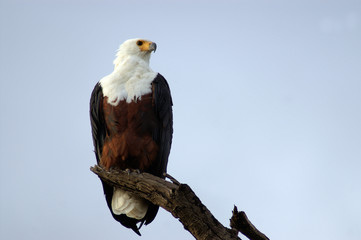 african fish eagle