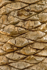 palm bark
