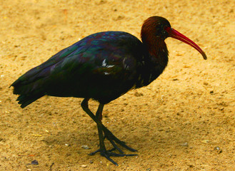 oiseau 4