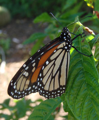 closeup of a monarch