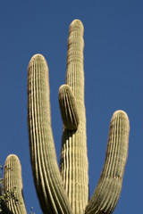 large saguaro