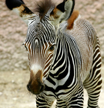 z&egrave;bre