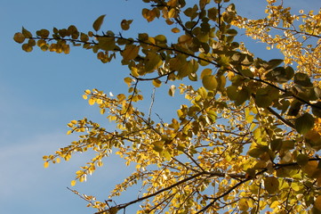 autumn trees