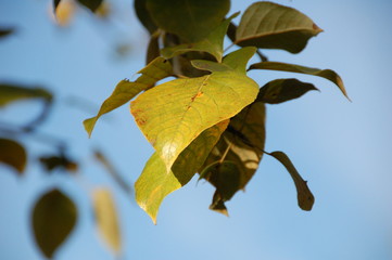 Obraz premium a fall leave