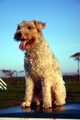 fox terrier attentif