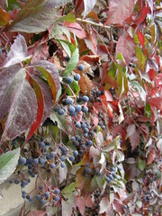 grapes vine on the wall