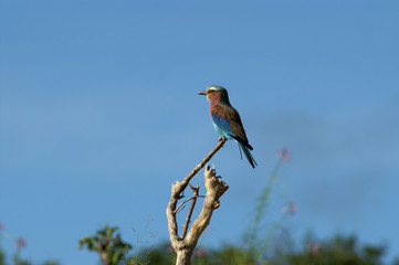 lilac breasted roller