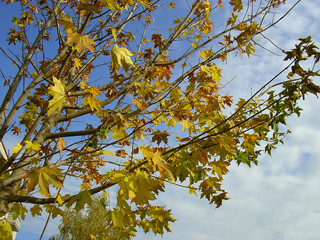 tree of autumn leaves