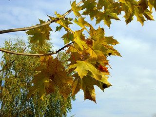 maple tree leaves on the branch