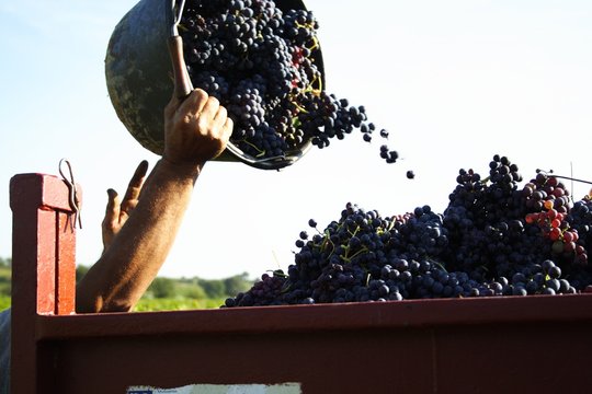 Les  Vendange &agrave; la main en Provence.