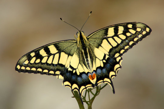 machaon