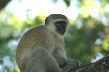 vervet monkey