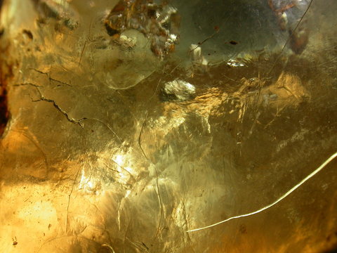 ambre