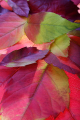 autumn leaves backgrounds