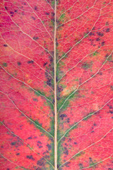 Obraz premium macro photo of fallen autumn leav